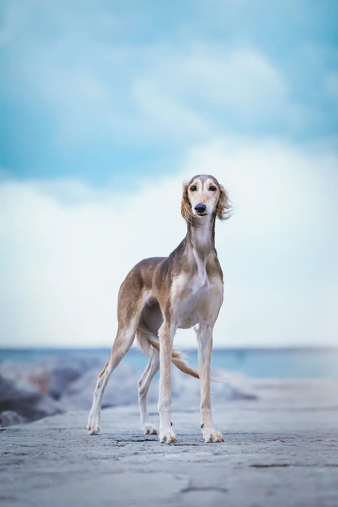Saluki Gids Karakter Verzorging Gezondheid