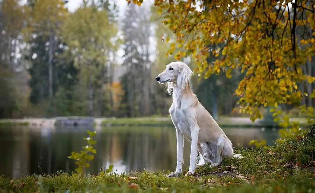 Saluki