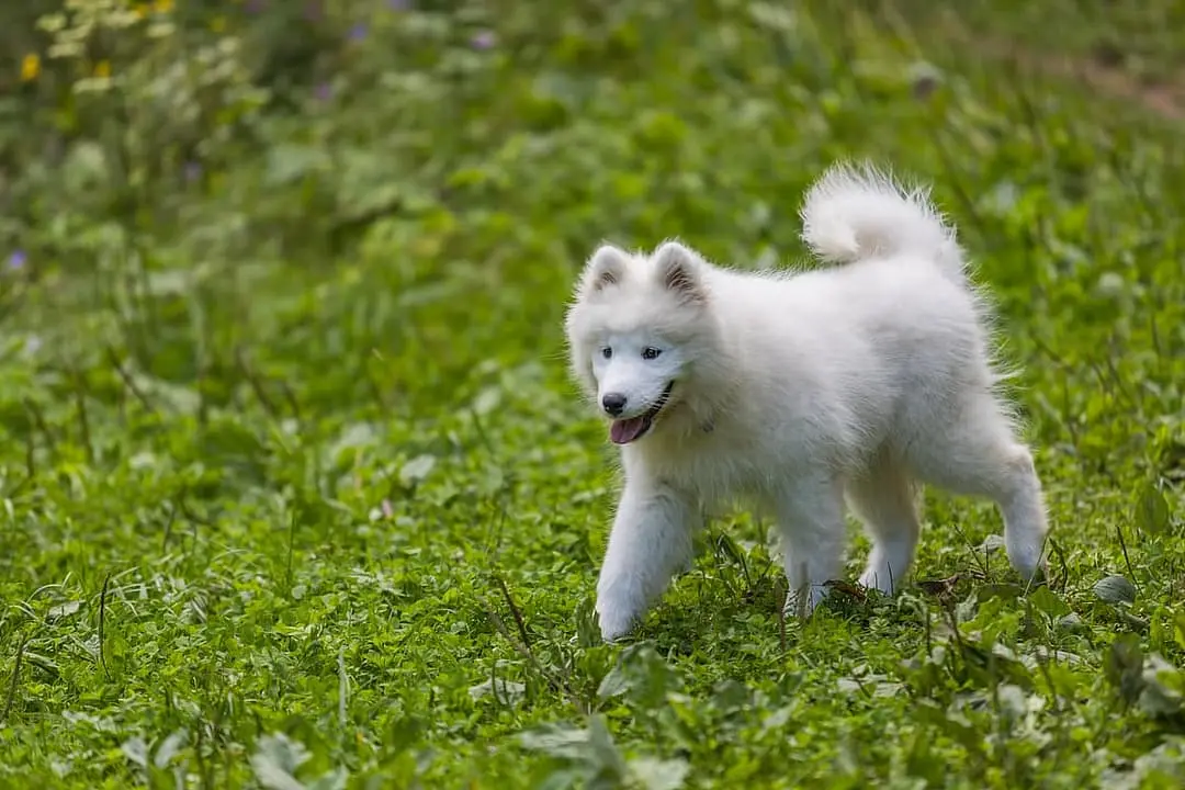 Samojeed dog breed