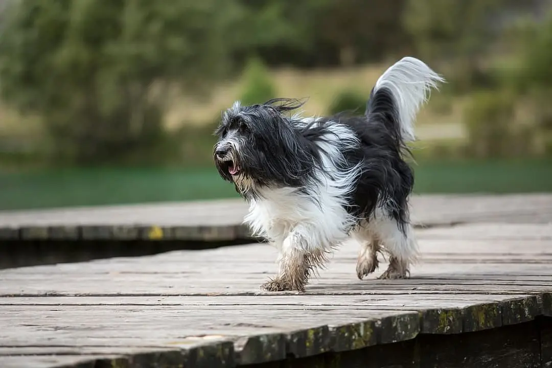 Schapendoes with family