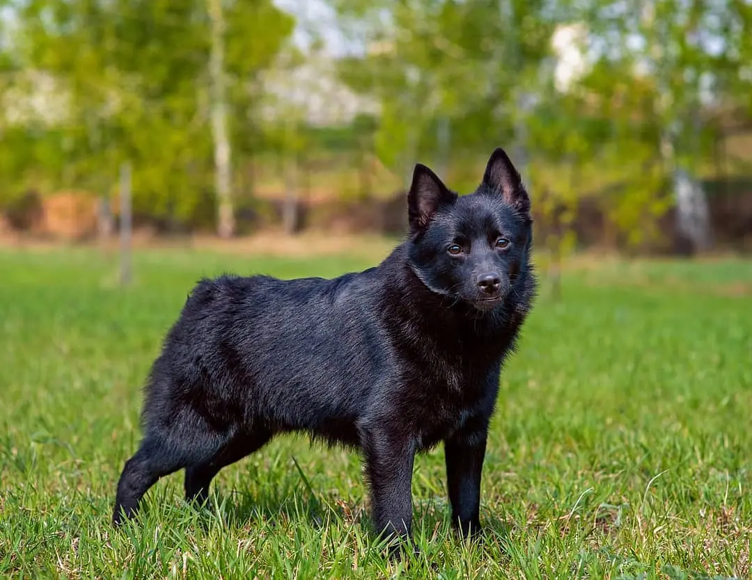 Schipperke dog breed