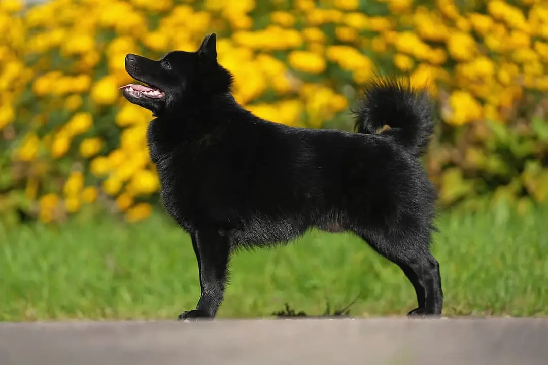 Schipperke playing