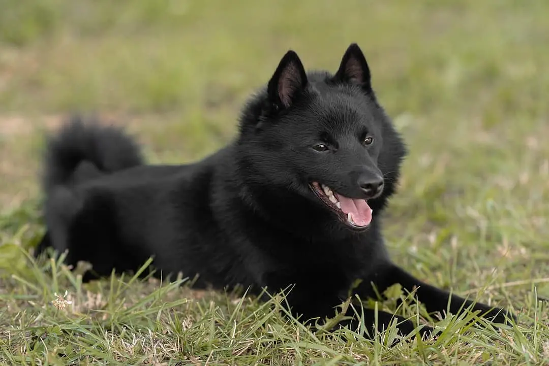 Schipperke with family