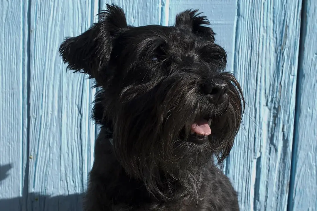 Schnauzer dog breed