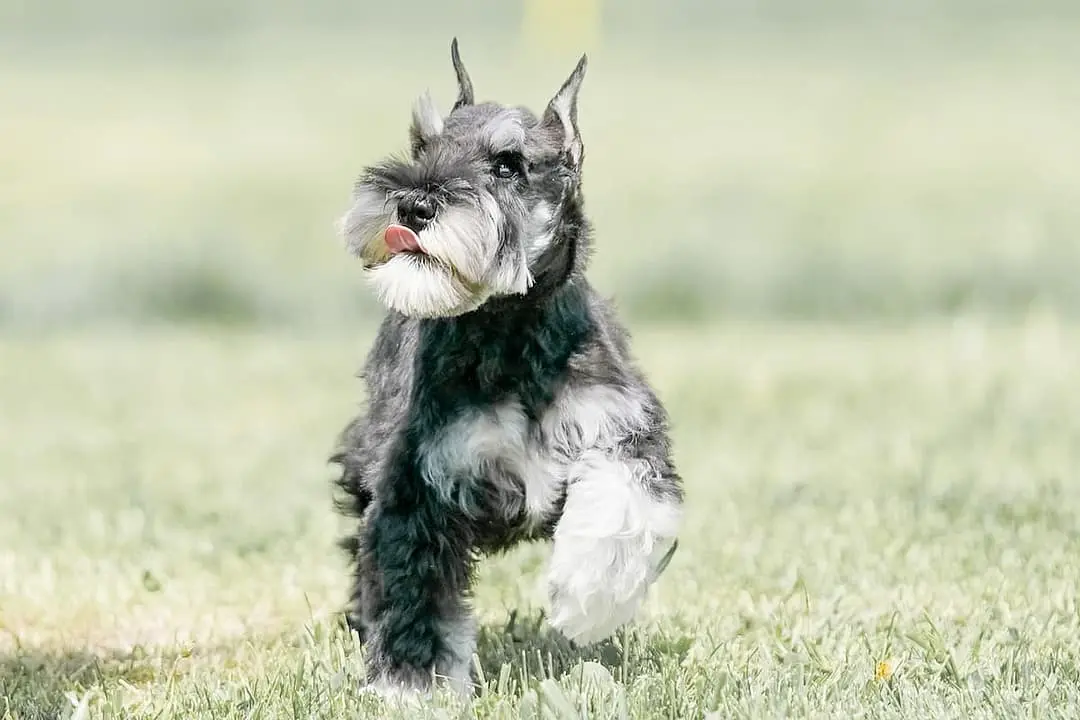 Schnauzer playing
