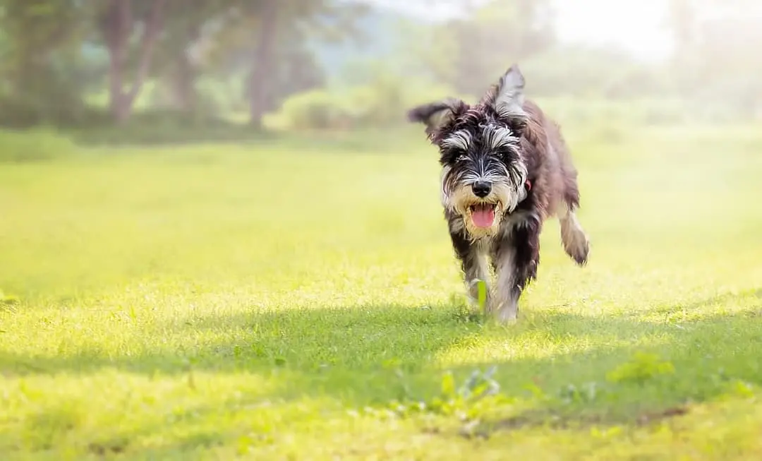 Schnauzer with family