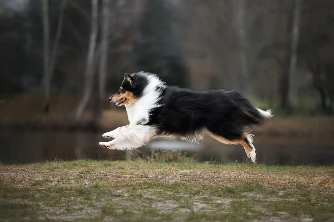 Schotse Herdershond with family