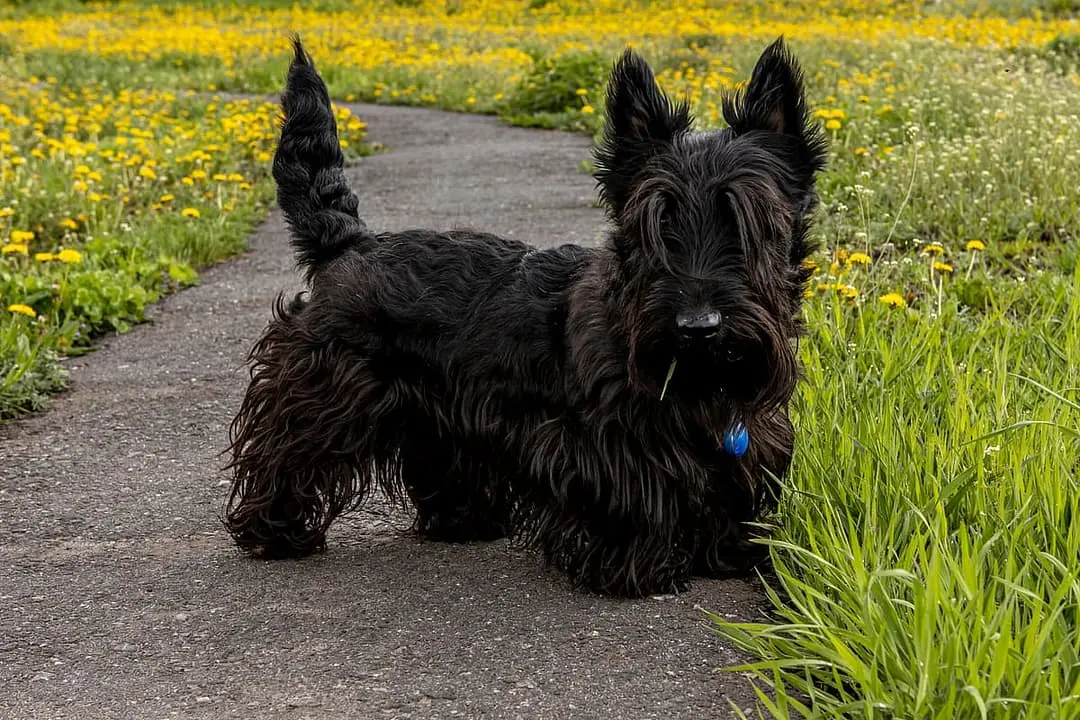 Schotse Terrier dog breed