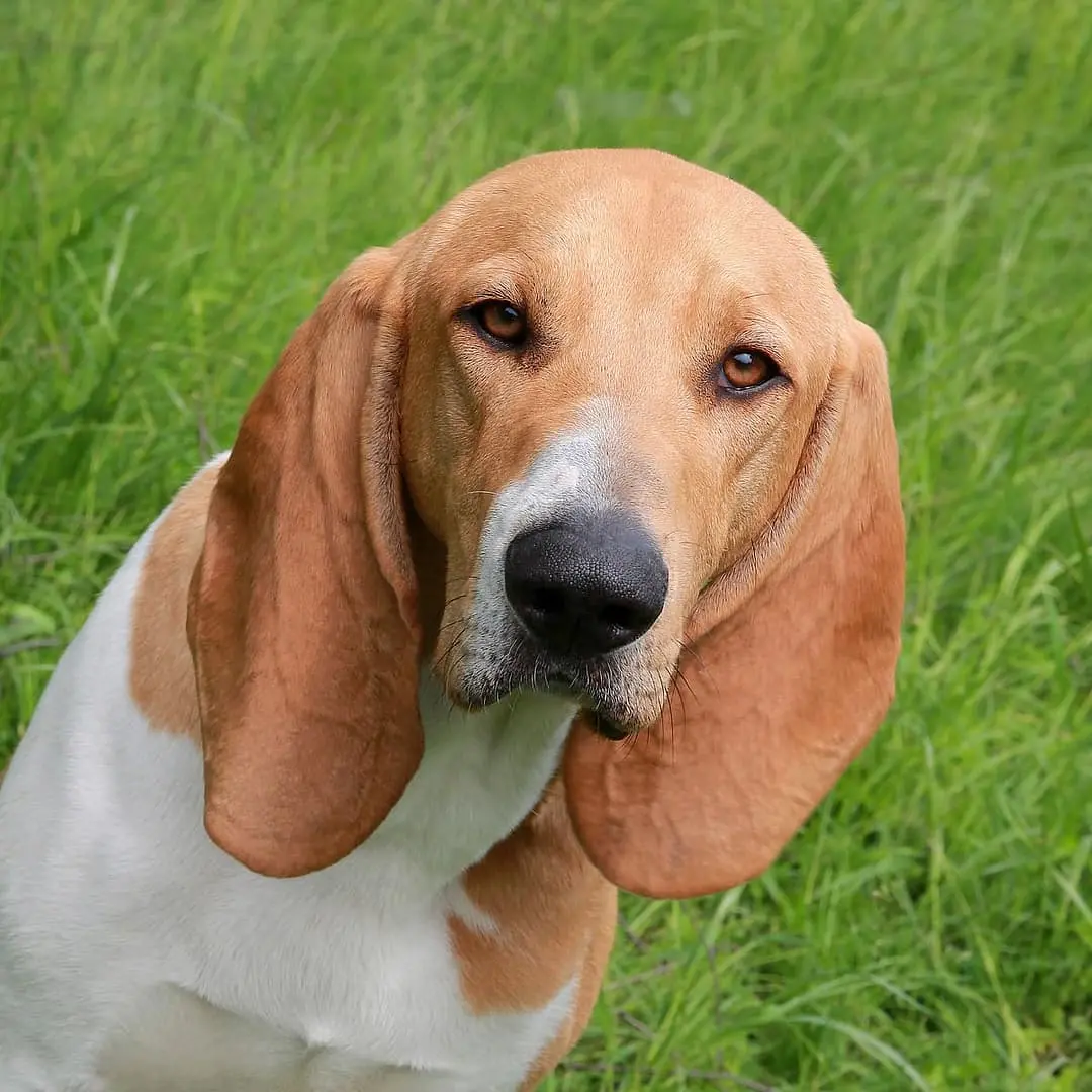 Schweizer Laufhund with family