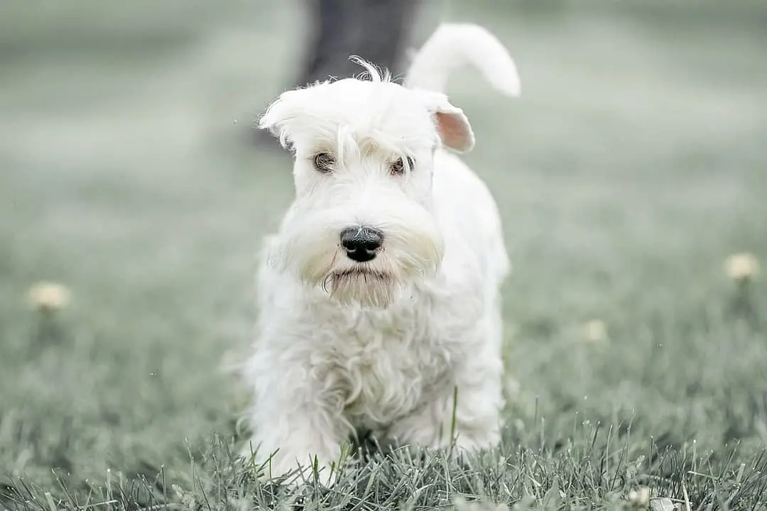Sealyham Terrier dog breed