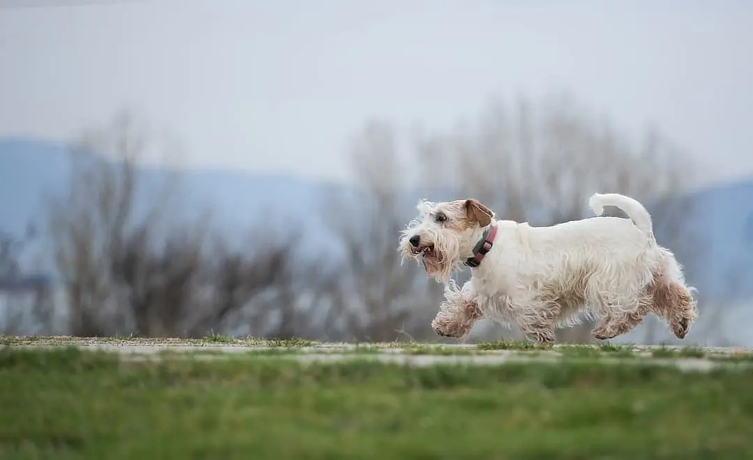 Sealyham Terrier playing