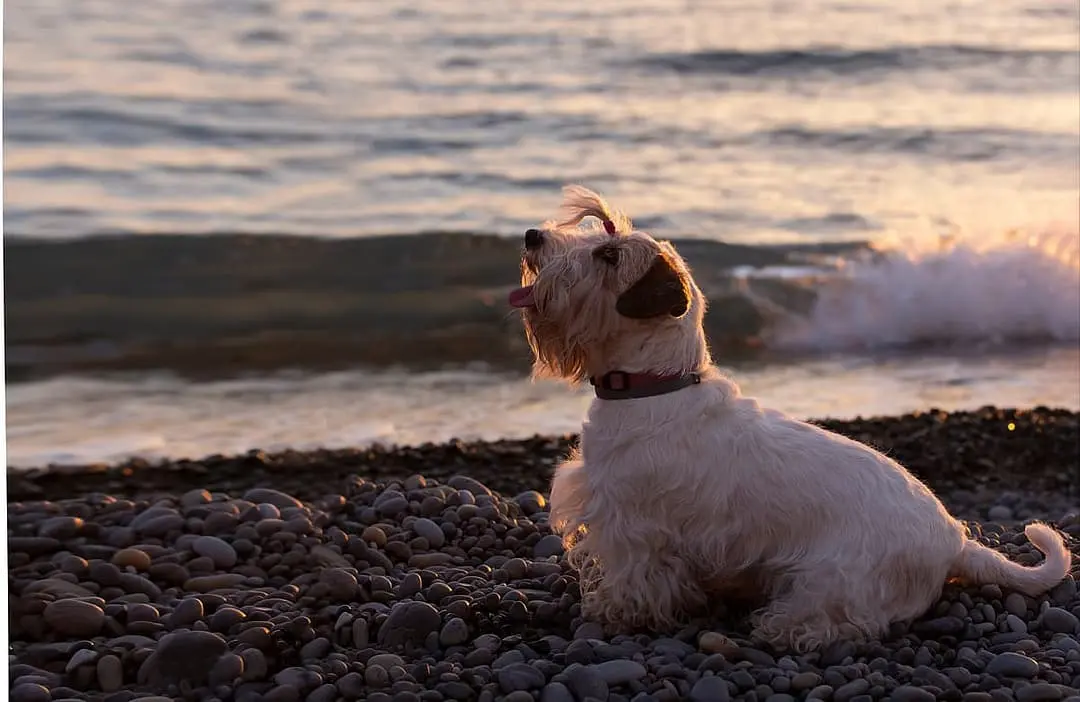 Sealyham Terrier with family