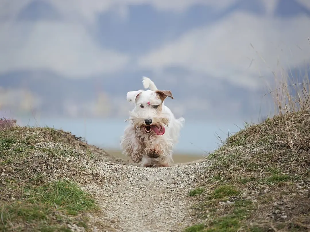Sealyham Terrier