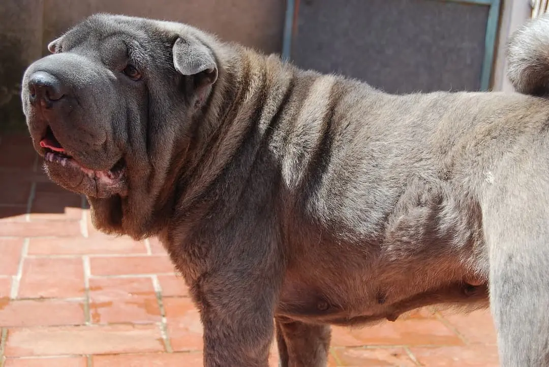 Shar-Pei
