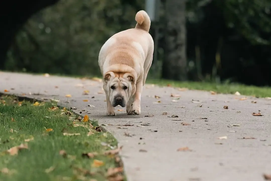 Shar-Pei playing