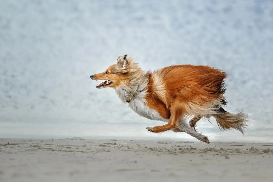 Shetland Sheepdog playing