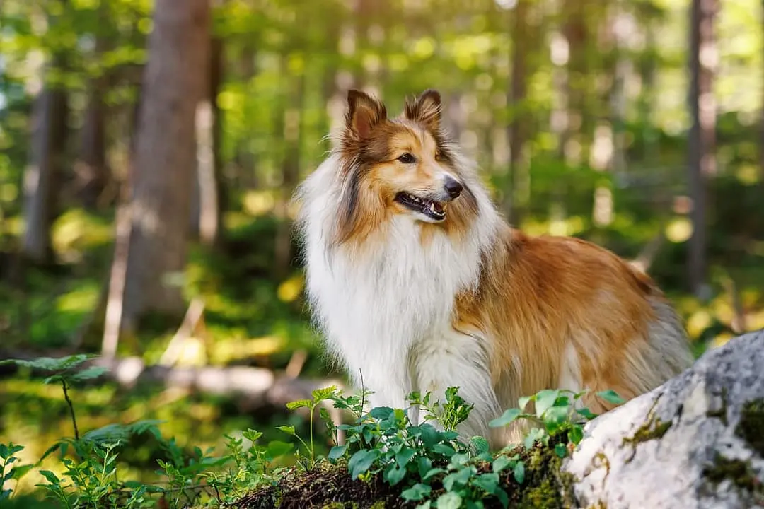 Shetland Sheepdog with family