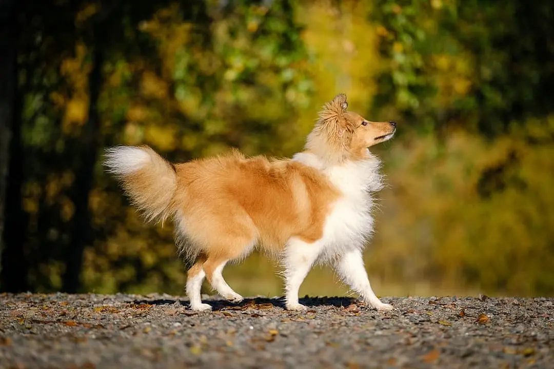 Shetland Sheepdog