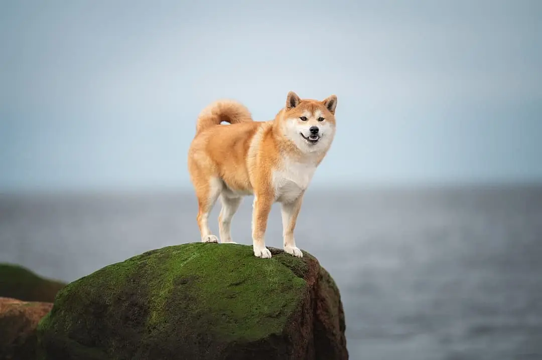 Shiba inu dog breed