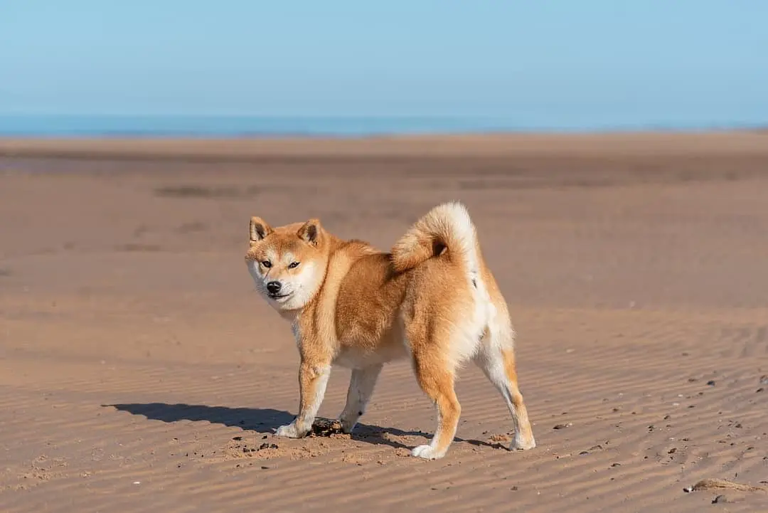 Shiba inu with family