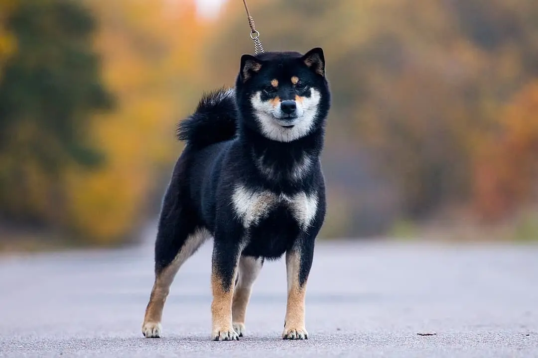 Shiba inu