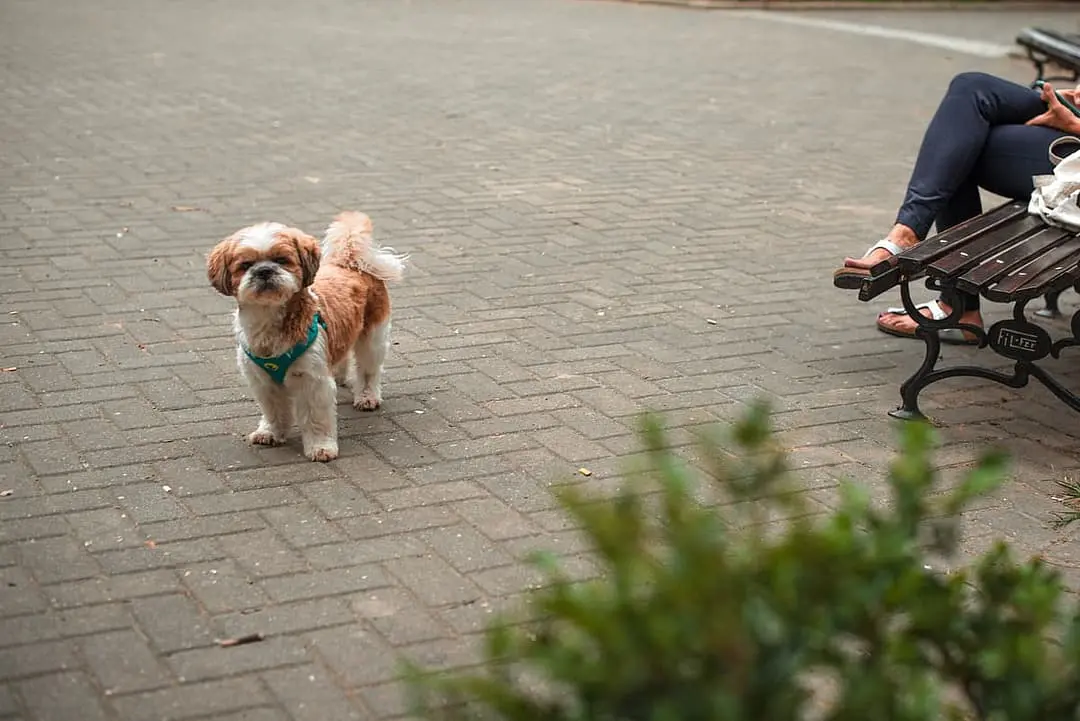 Shih tzu dog breed