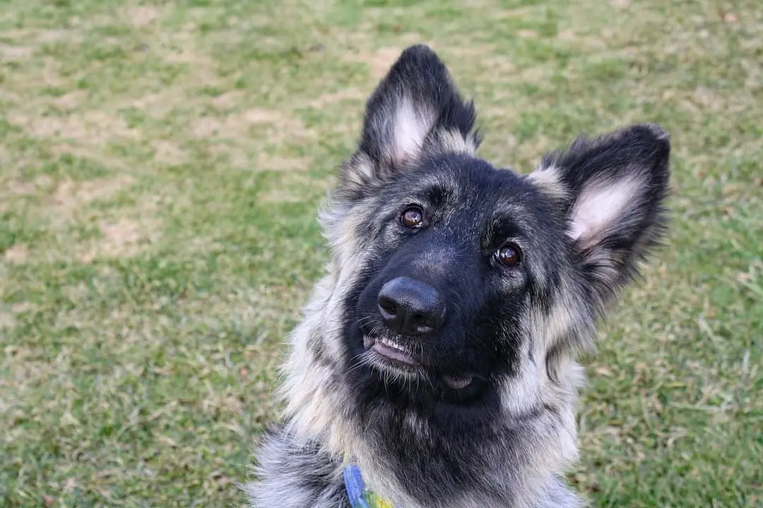 Shiloh Shepherd dog breed