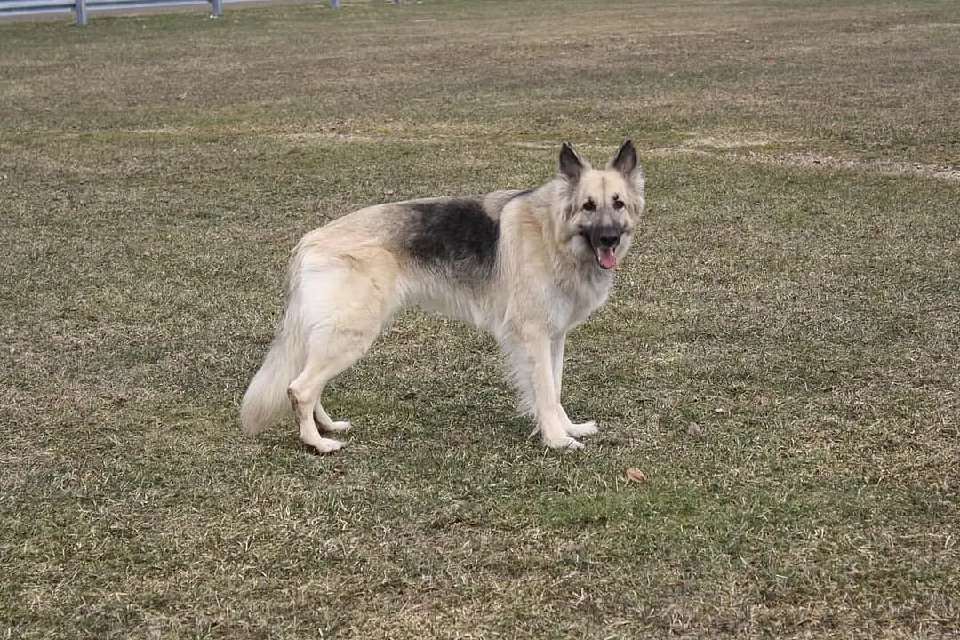 Shiloh Shepherd with family
