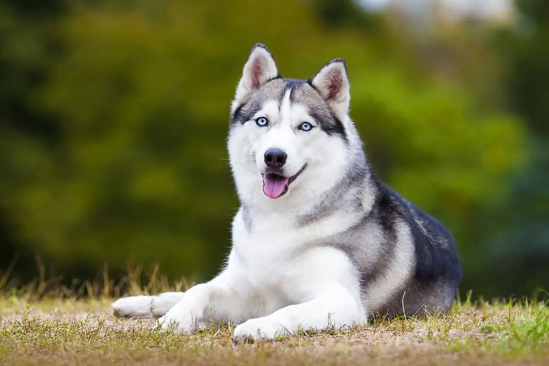 Siberische Husky with family