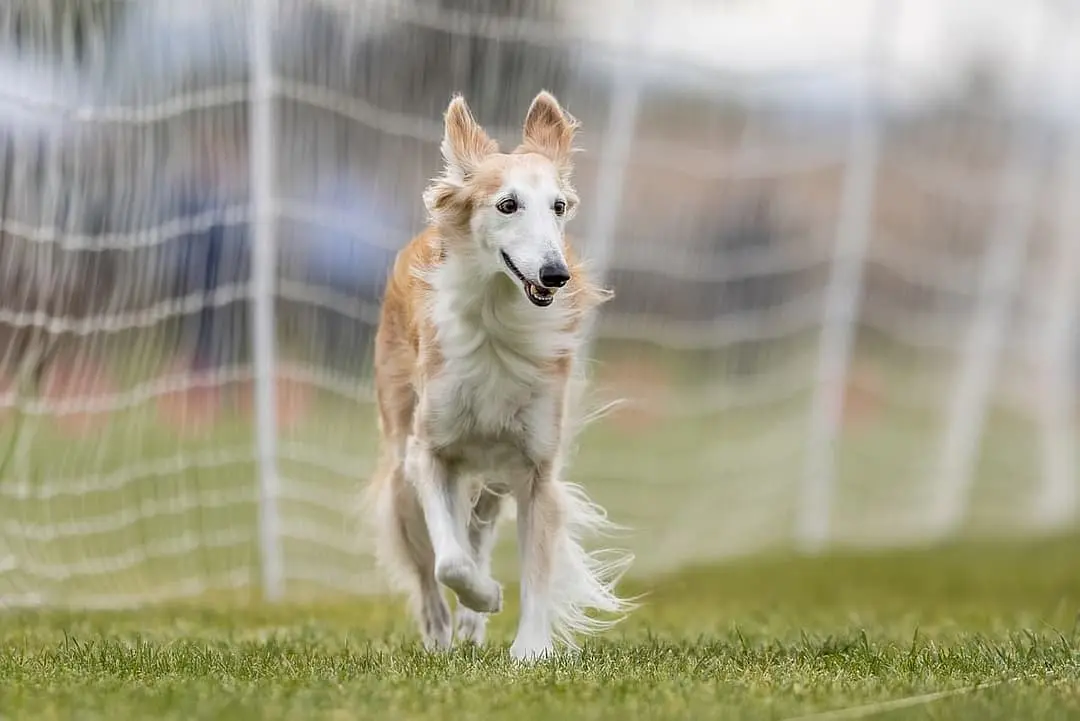 Silky Windhound dog breed