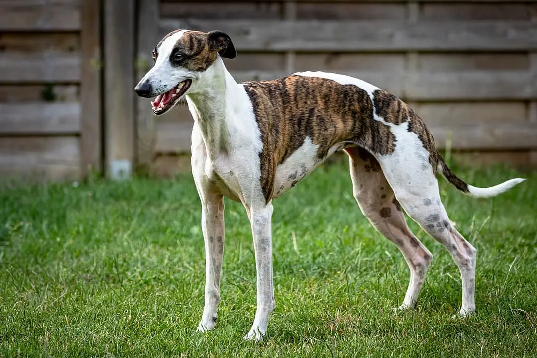 Silky Windhound playing