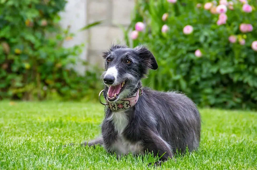 Silky Windhound with family