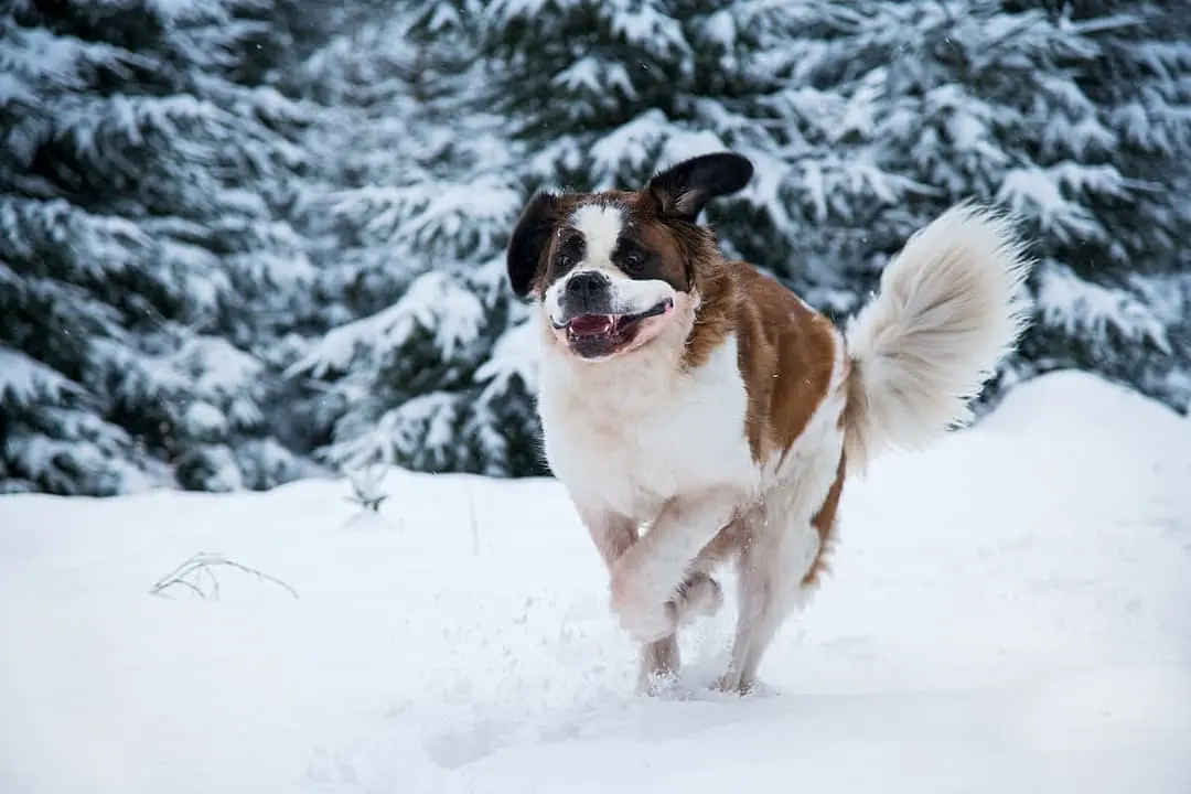 Sint Bernhard with family
