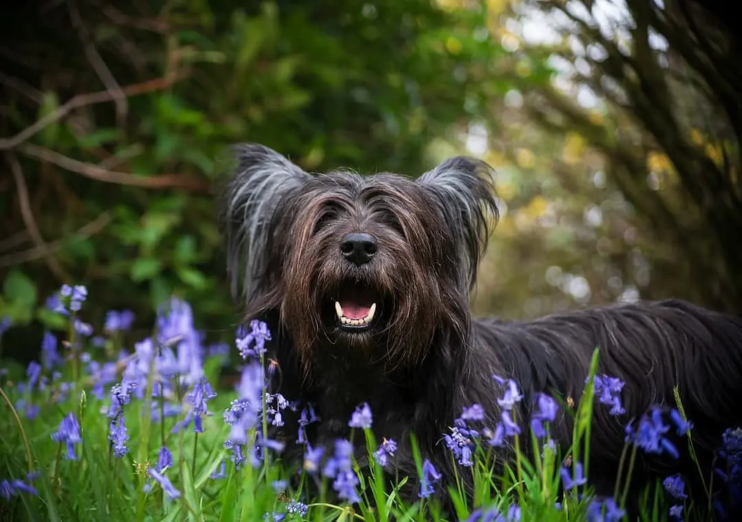 Skye Terrier dog breed