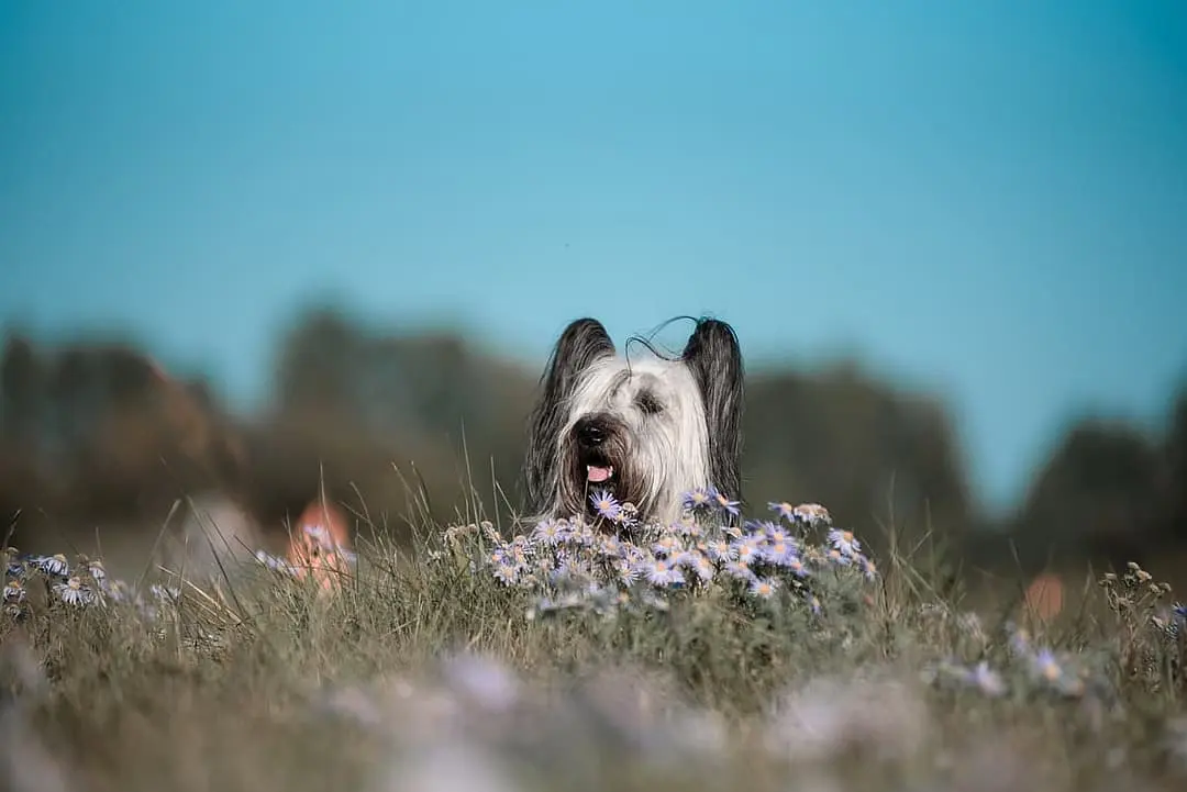 Skye Terrier playing
