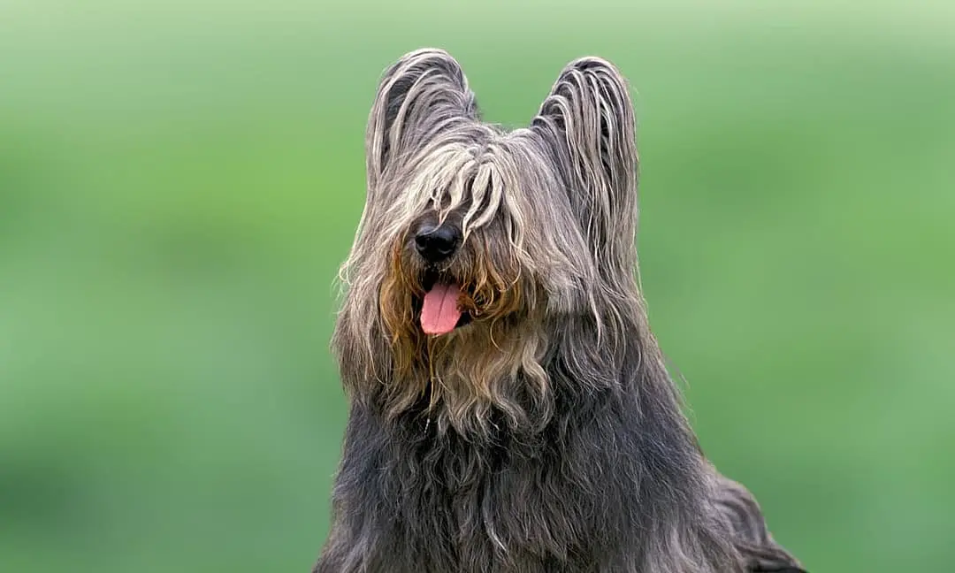 Skye Terrier with family
