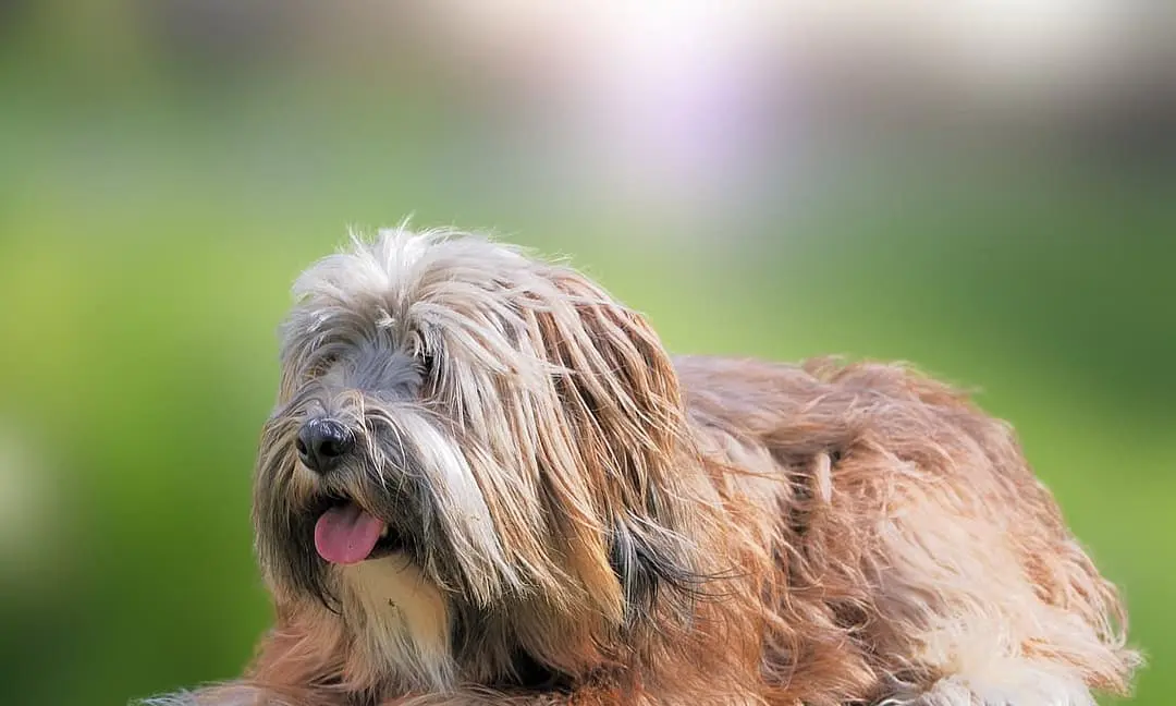 Skye Terrier