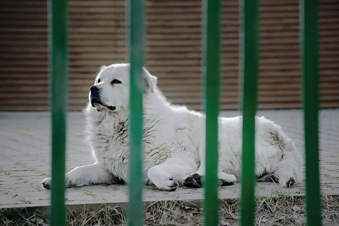 Slovenski Cuvac dog breed