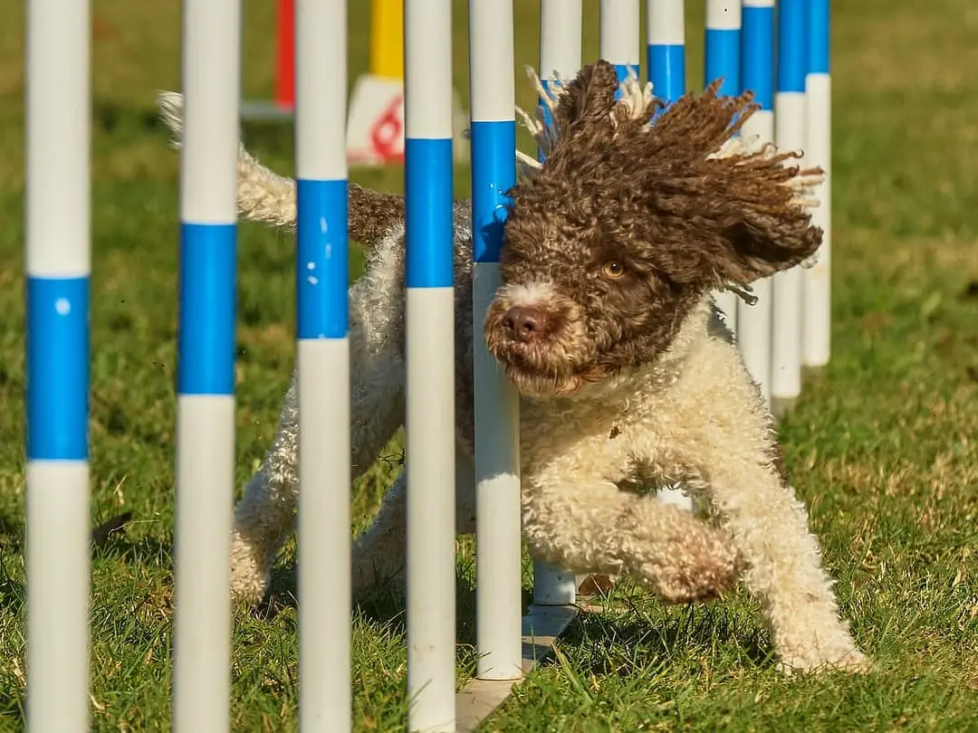 Spaanse Waterhond dog breed
