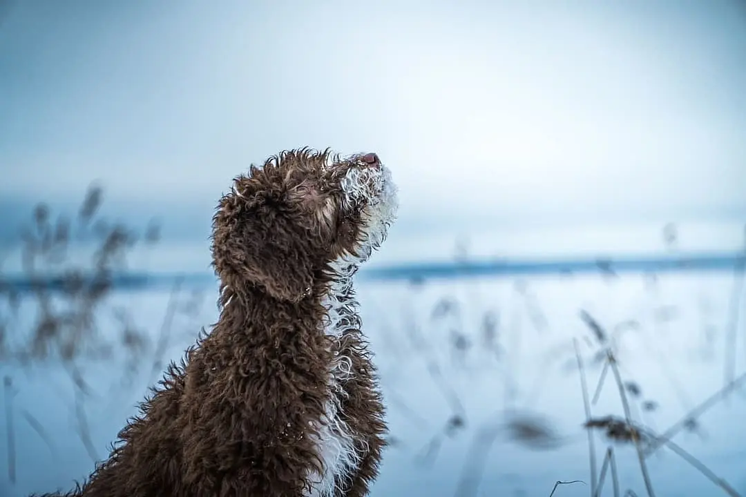 Spaanse Waterhond playing