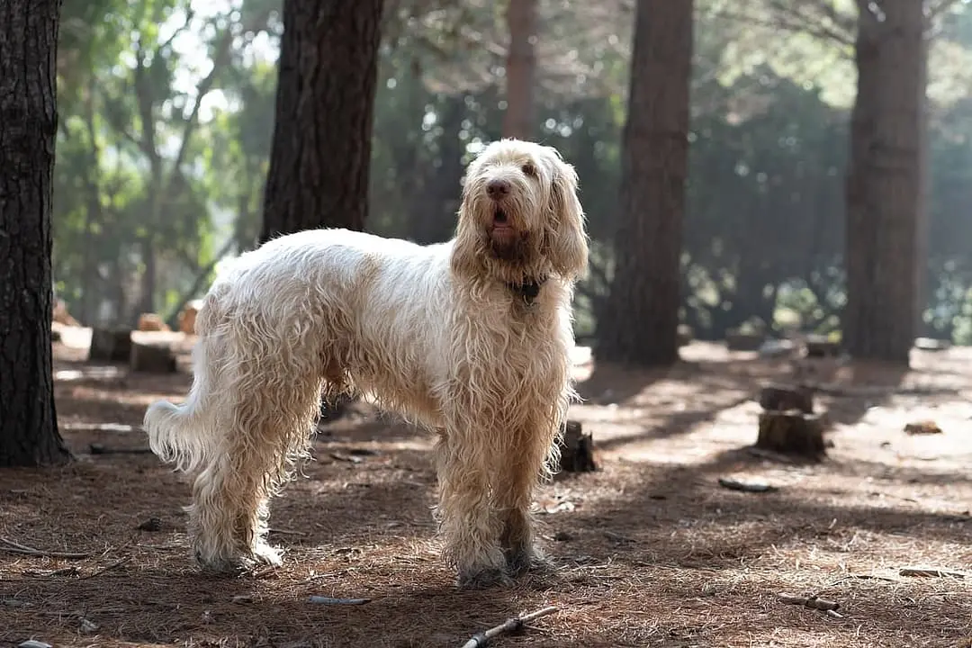 Spinone italiano dog breed