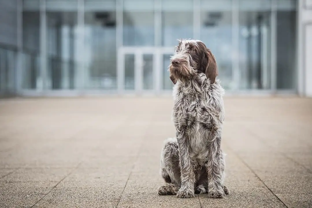 Spinone italiano playing