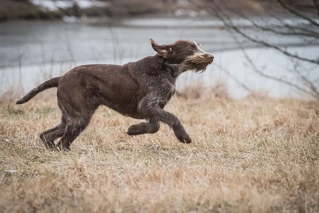 Spinone italiano with family