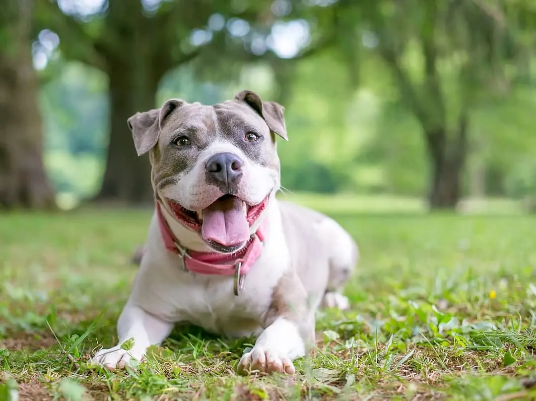 Staffordshire Bull Terrier dog breed