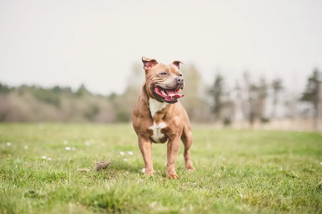 Staffordshire Bull Terrier