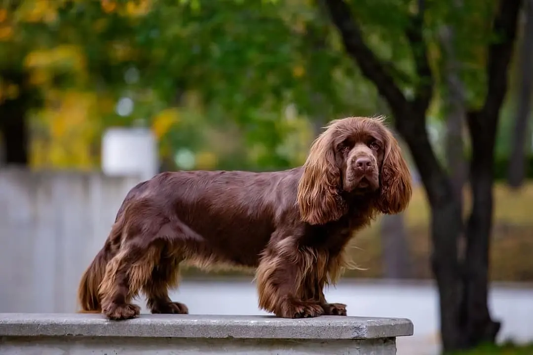 Sussex Spaniel dog breed