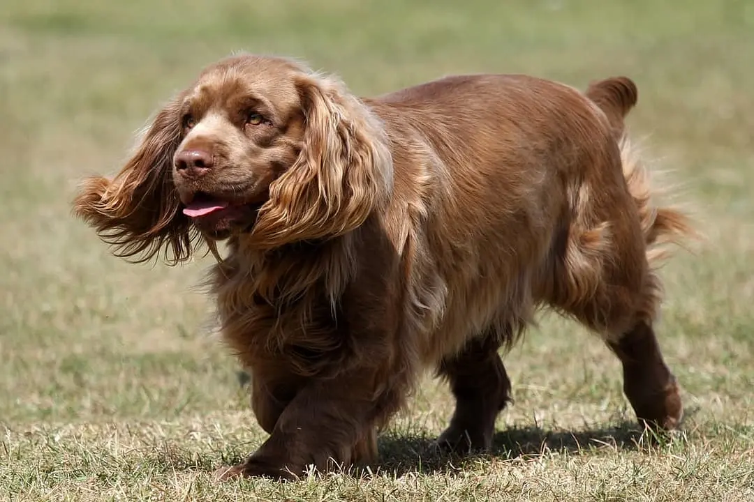 Sussex Spaniel playing