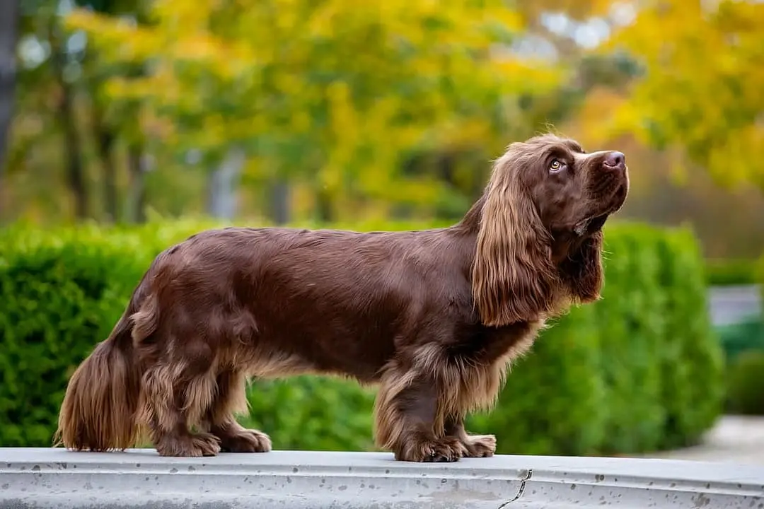 Sussex Spaniel with family