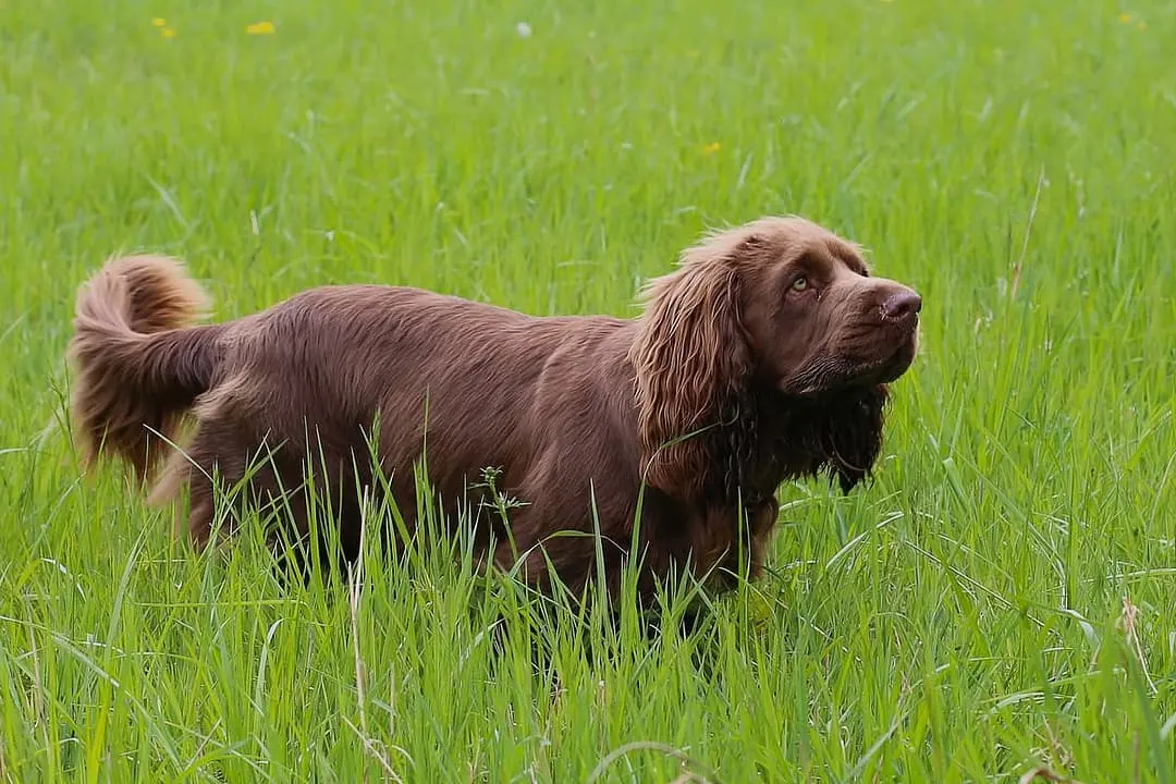 Sussex Spaniel