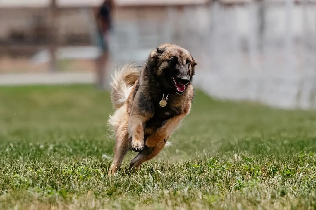 Tervuerense Herder dog breed